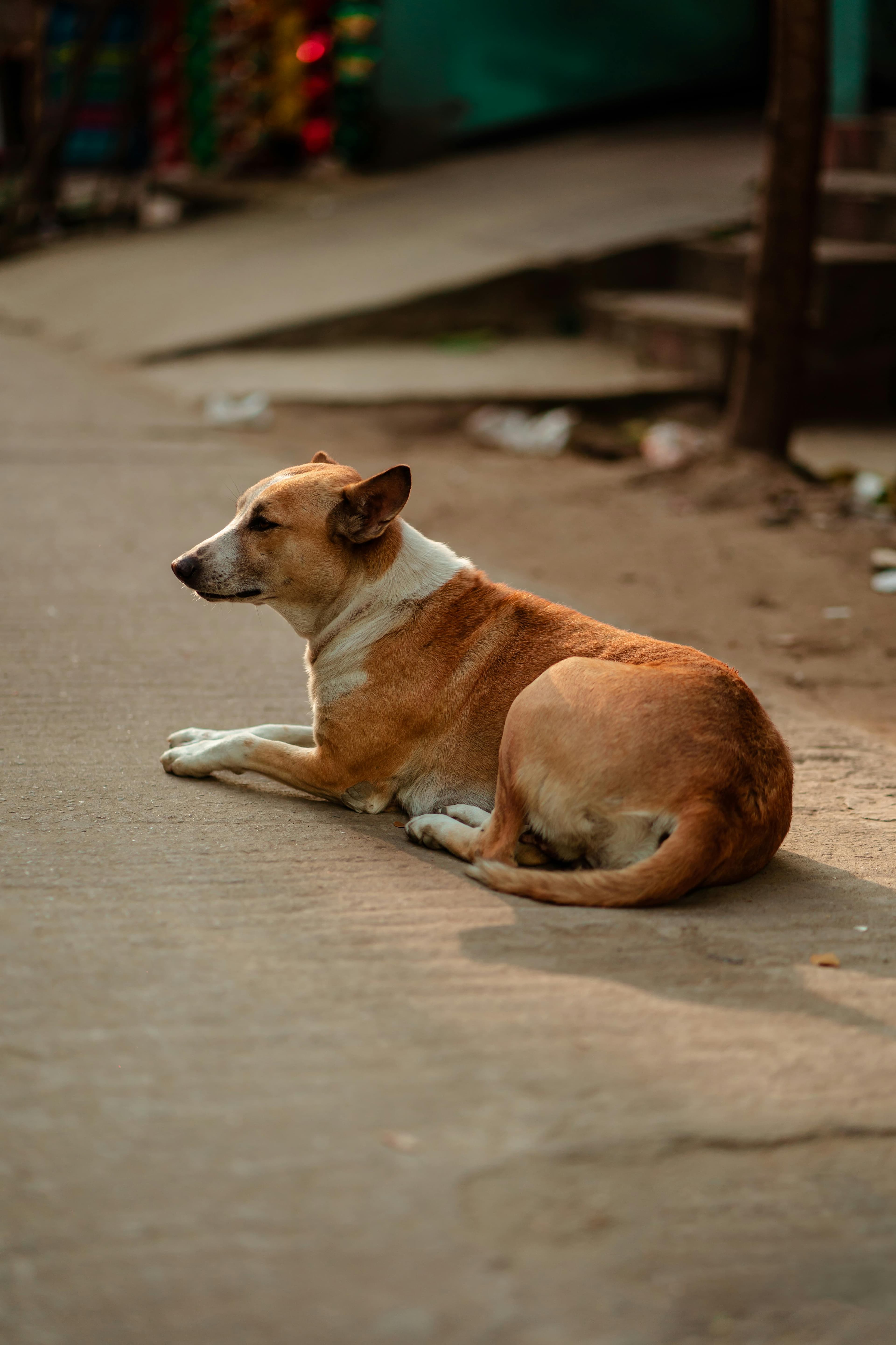A dog adoption event