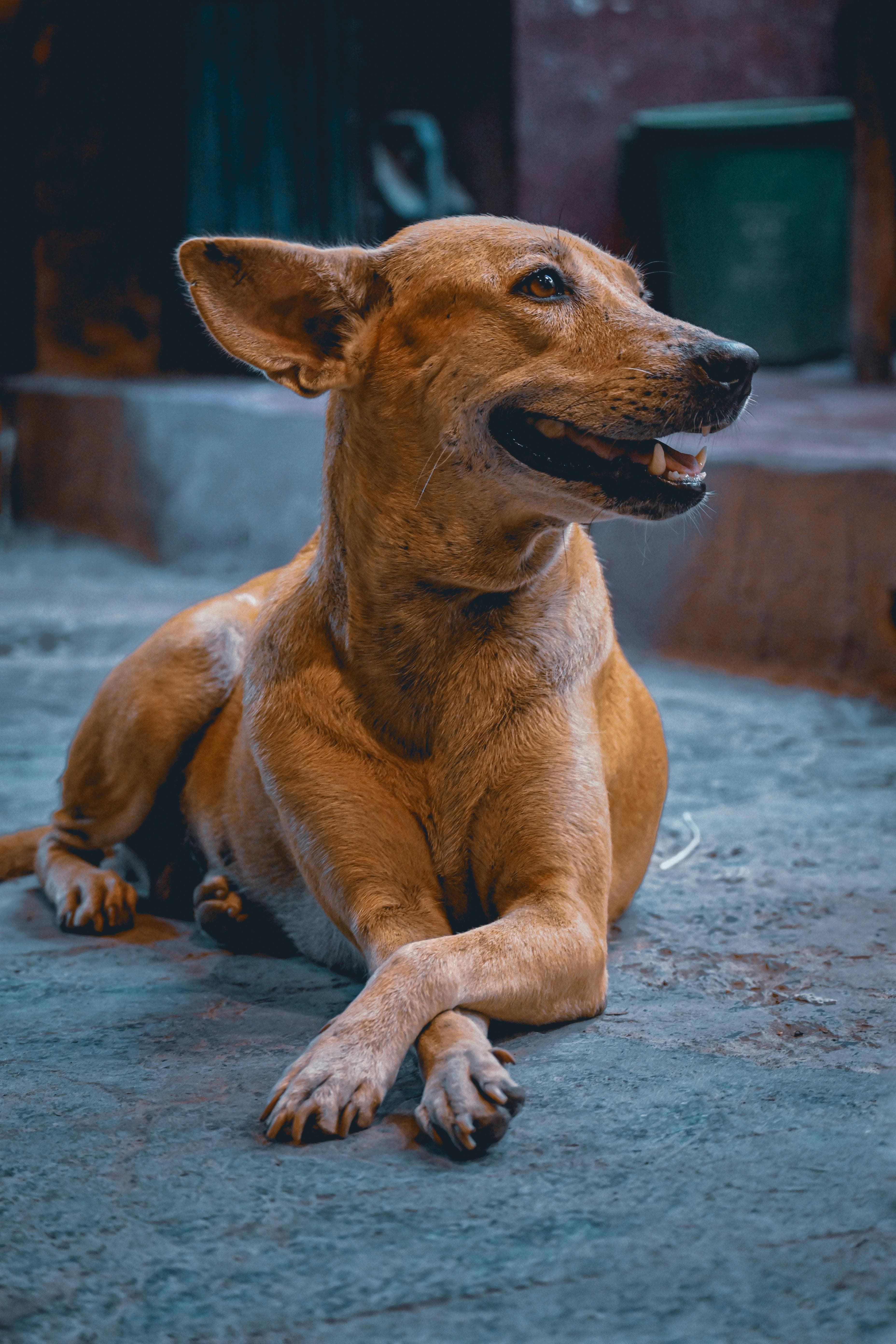 A happy dog with its new family