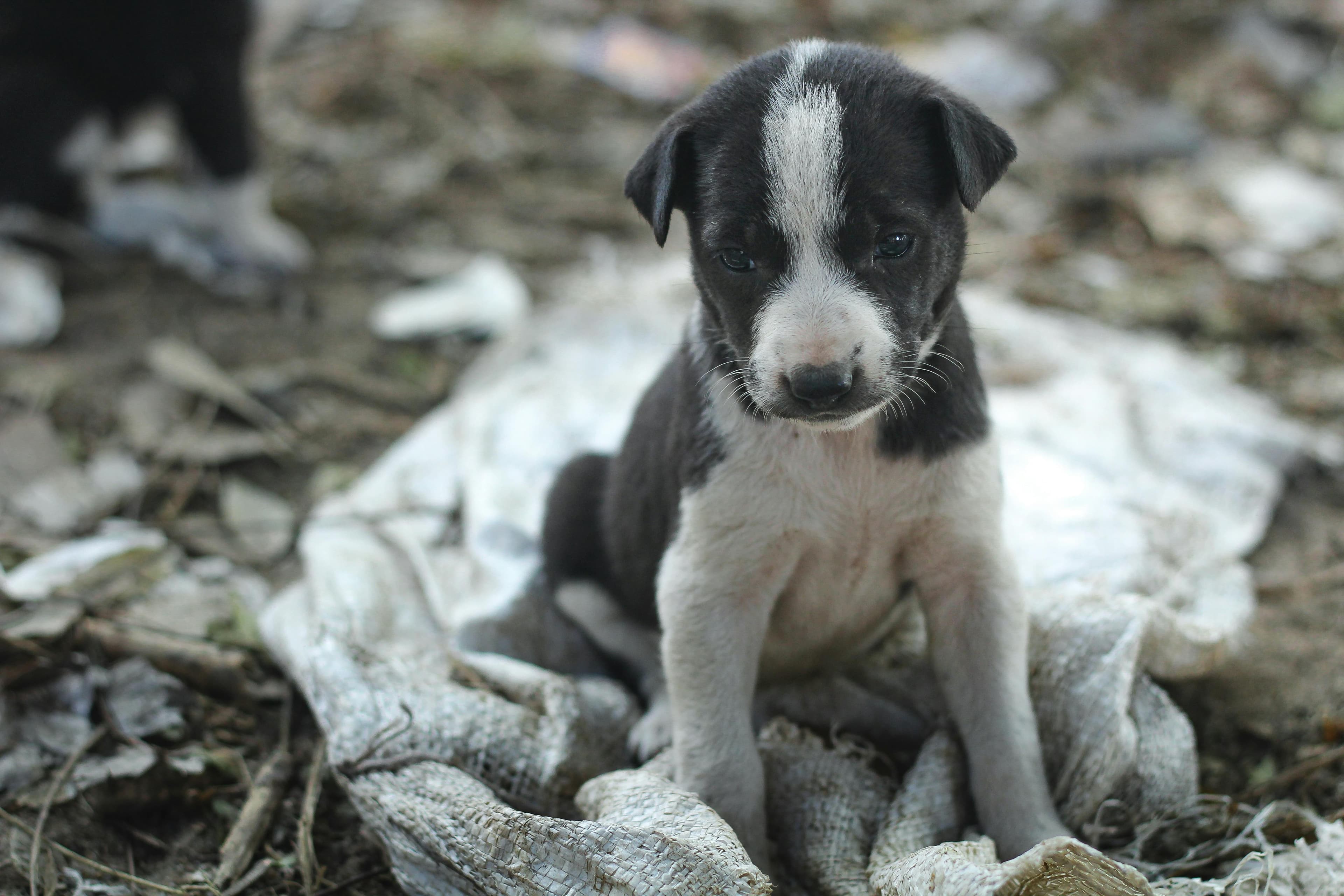 A volunteer helping a puppy